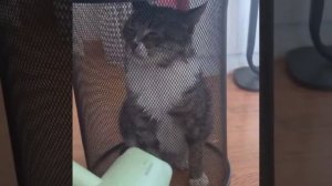 Лайфхак по сушке кота