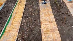 19 апреля 2025. Корневые черенки малины начинают всходить.