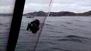 Два кита показали хвосты