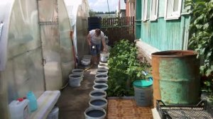 28 июля 2025. Эликсир для огурцов.