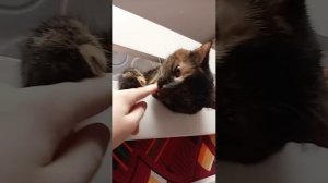 . Стрим с гошей