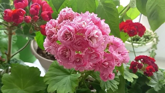 Наращивание цветоносов на Пеларгонии смотреть онлайн