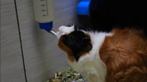 Что делать, если морская свинка не пьет ?/ Морская Свинка Орешек