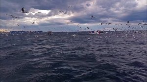 Киты и чайки поедают мойву