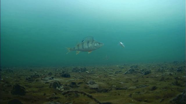 ЛУЧШАЯ БЕЗМОТЫЛКА НА ОКУНЯ! Зимняя рыбалка жерлицы подводная съемка. смотреть онлайн