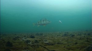 ЛУЧШАЯ БЕЗМОТЫЛКА НА ОКУНЯ! Зимняя рыбалка жерлицы подводная съемка.