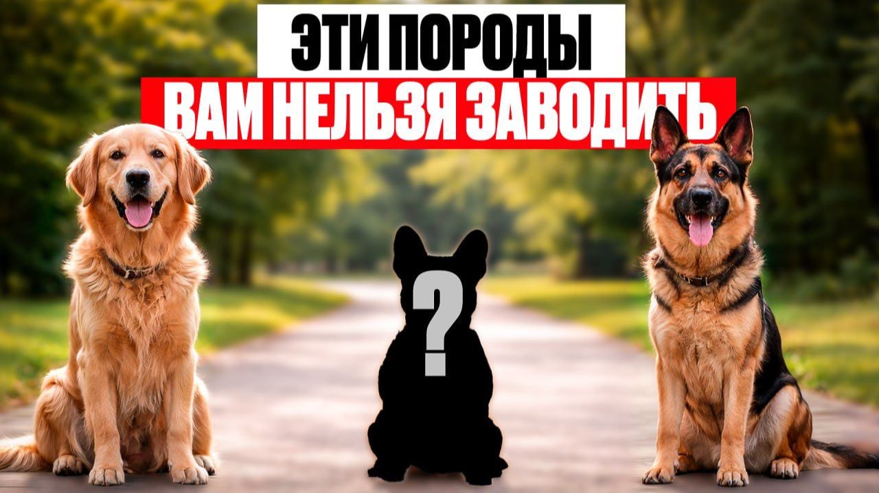 Худшие породы собак для современной жизни/ Как выбрать собаку в 2026 г.