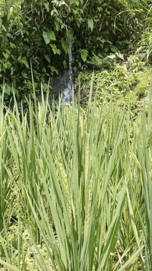 Рисовые поля Бали