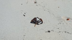 Крабовый пляж, остров Камаду, Мальдивы, январь 2026 (A Beach with Crabs, Kamadhoo, Maldives, Jan'26)