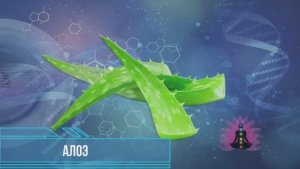 Алоэ*Программа Матрица по Технологии Гаряева П.П