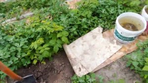 10 июня 2025. Высадка малины из корневых черенков.