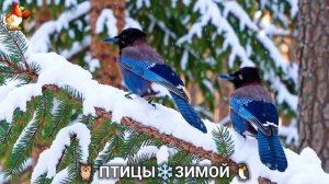 Птицы зимой в лесу 🐦🦉🦅 видео для отдыха душой 🌲(24)