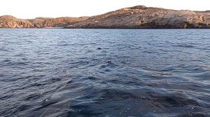 Два кита на красивом закате