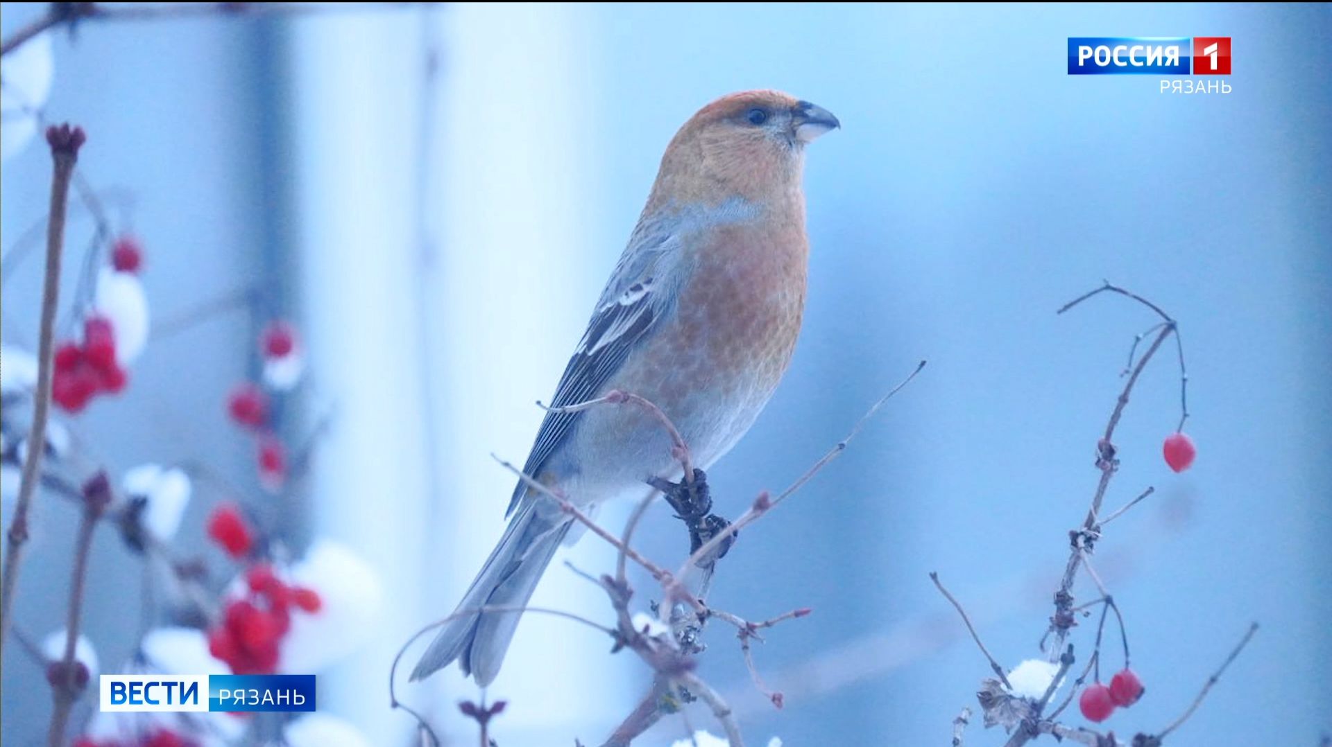 Орнитолог рассказала, как правильно подкармливать птиц зимой смотреть онлайн