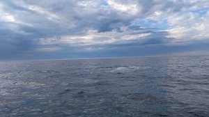 Киты играют