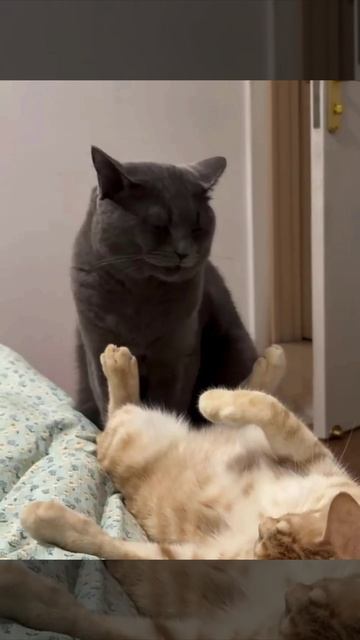 Мда мистарб кот, попробуйте мытб лапке🤢