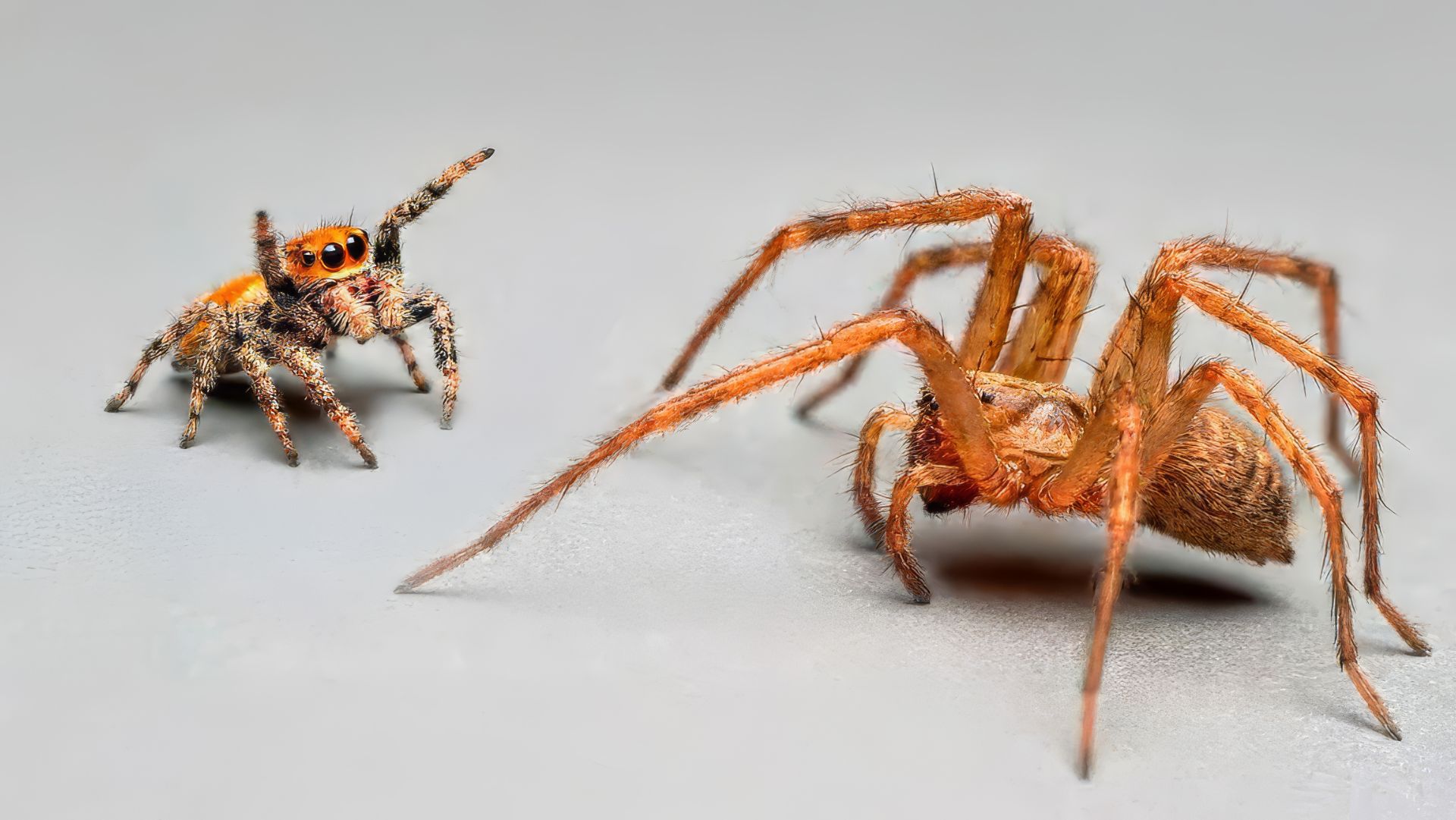 ПАУК СКАКУН ПРОТИВ ДИКОГО ПАУКА