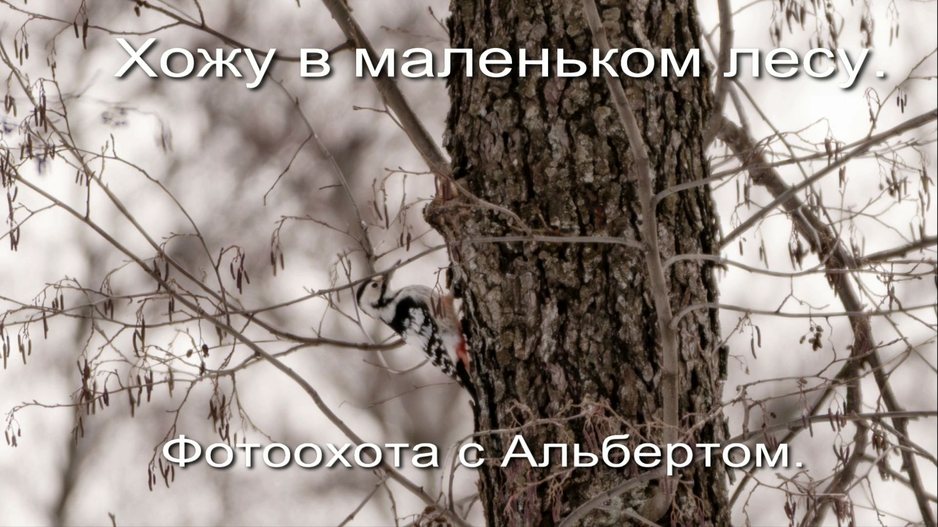 Фотоохота с Альбертом. Хожу в маленьком лесу. смотреть онлайн