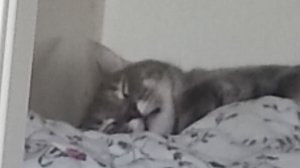 Обзор картин художественной школы.