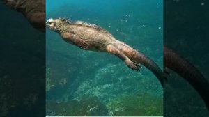 Морская игуана