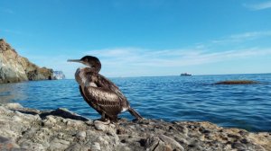 Малый Баклан _ краснокнижный