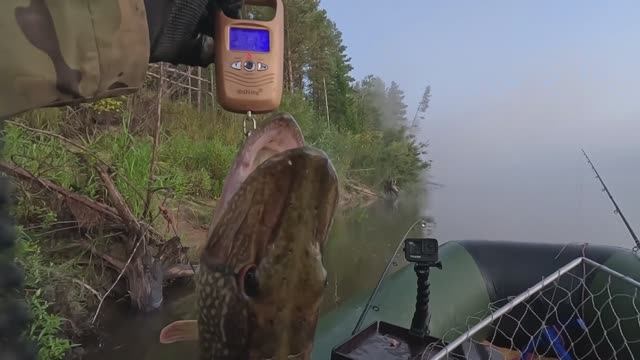 🔺️🎣ЗАВЕС ПЕРВОЙ🎣🔺️fishing#туризм#природа#ловля#рыбалка#щука#ловлящуки#ночевка#Чулым#река#спиннин