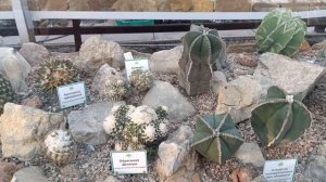 Прекрасный Крым.Коллекция кактусов в Никитском Ботаническом Саду.Ноябрь 2025.