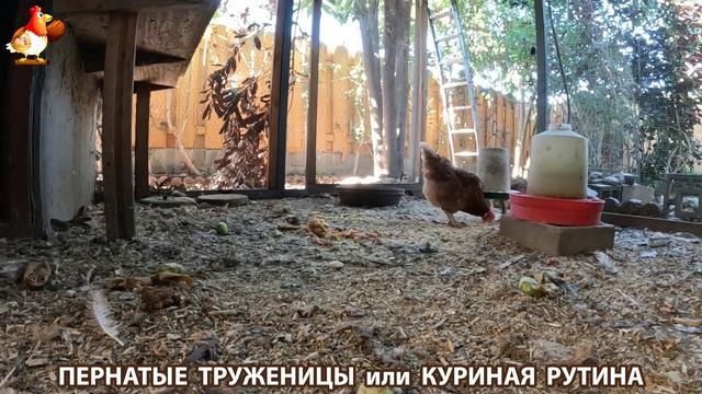 Куриная рутина – что делают куры на выгуле 😂 эпизод (116) смотреть онлайн