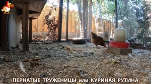 Куриная рутина – что делают куры на выгуле 😂 эпизод (116)