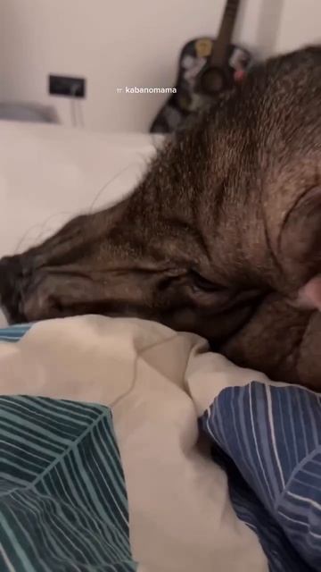 Кабанчик смотреть онлайн