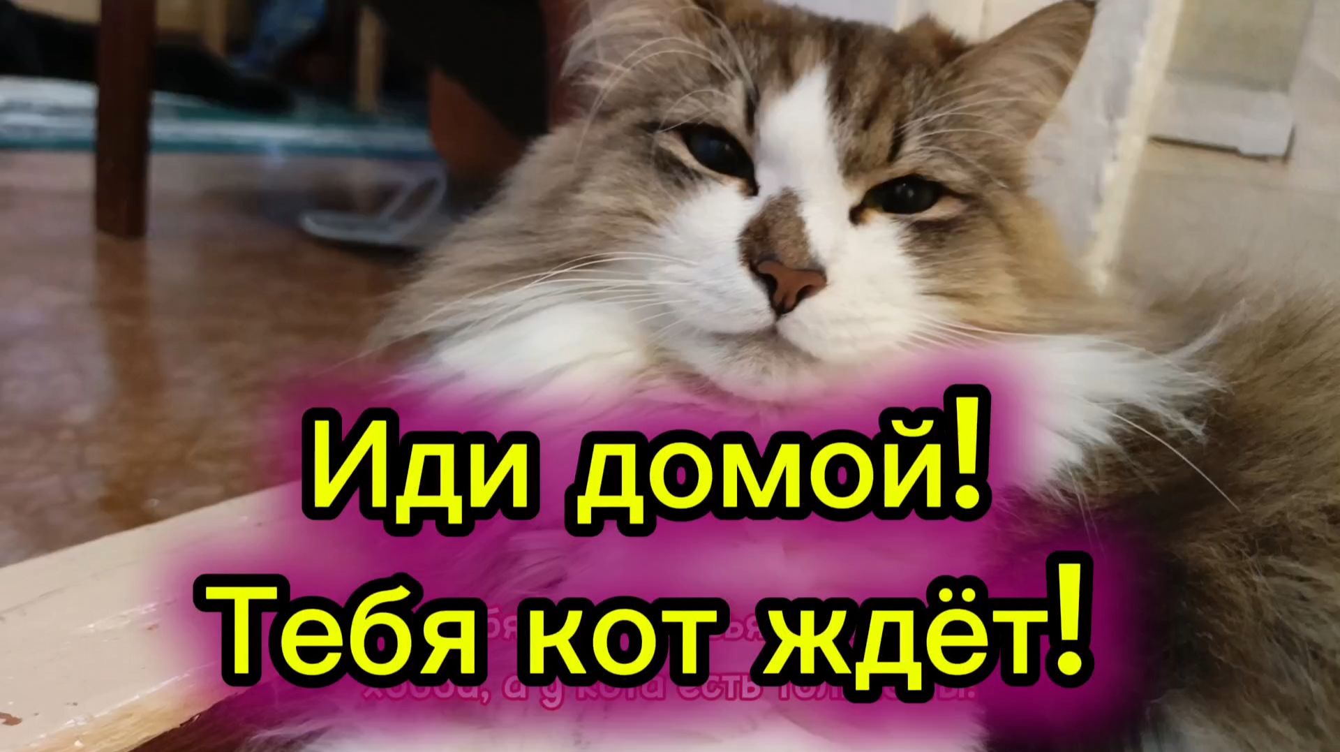 Кошки с озвучкой. смотреть онлайн