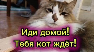 Кошки с озвучкой.