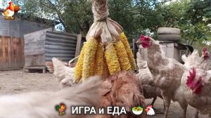 Кормление кур овощами и фруктами для зарядки и от скуки 🥗🐓🤗  (43)