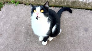 Накормила бездомных котиков Барсика и др..Сметанкой.