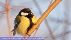 Большой пестрый дятел и компания. 17 января 2026, Царицыно.