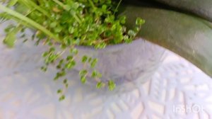 На улице -40 а мы балдеем  с цветущими орхидеями ☺,Как растут мои орхидеи (как в лесу) 🤗
#орхидея