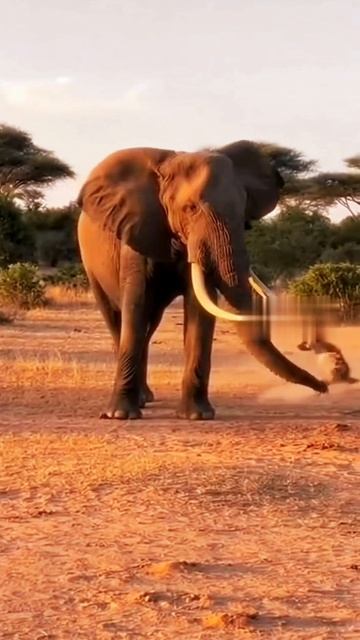 Злой слон смотреть онлайн