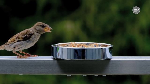 Возьмите на урок: Саша Чёрный «Воробей» смотреть онлайн