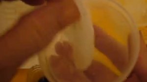 2129.Посев пеларгонии через 12 дней после намачивания семян. Что из этого выйдет?