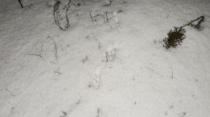 Новогодняя охота на шакала в Волгоградских степях под яркой луной