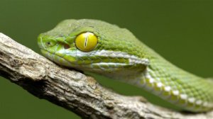 Ядовитая змея покусала 16-летнюю москвичку