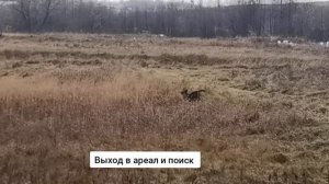 Тренировка видимых подач с лабрадором.