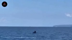 Невероятные моменты, запечатлённые на камеру. Видео из интернета.