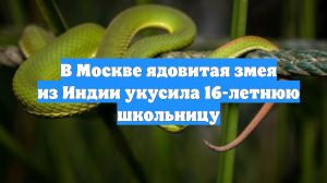 В Москве ядовитая змея из Индии укусила 16-летнюю школьницу
