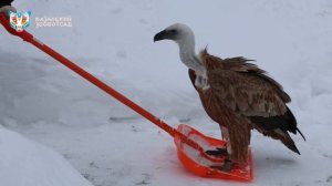 белоголовый сип Чирик решил, что лопата — это его санки - Казань