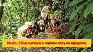 Muôn и друзья из Вьетнама. Сбор листьев в горном лесу на продажу.