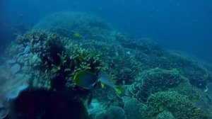 Кораллы  1,81Гб