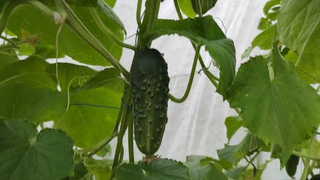 49-моя ДАЧА мой ОГОРОД. 07.08.-08.08.21.1 часть смотреть онлайн