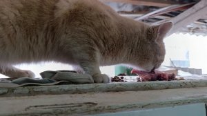 Абрикосик Кокосик добрый