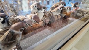 Воробьи в кормушке зимой